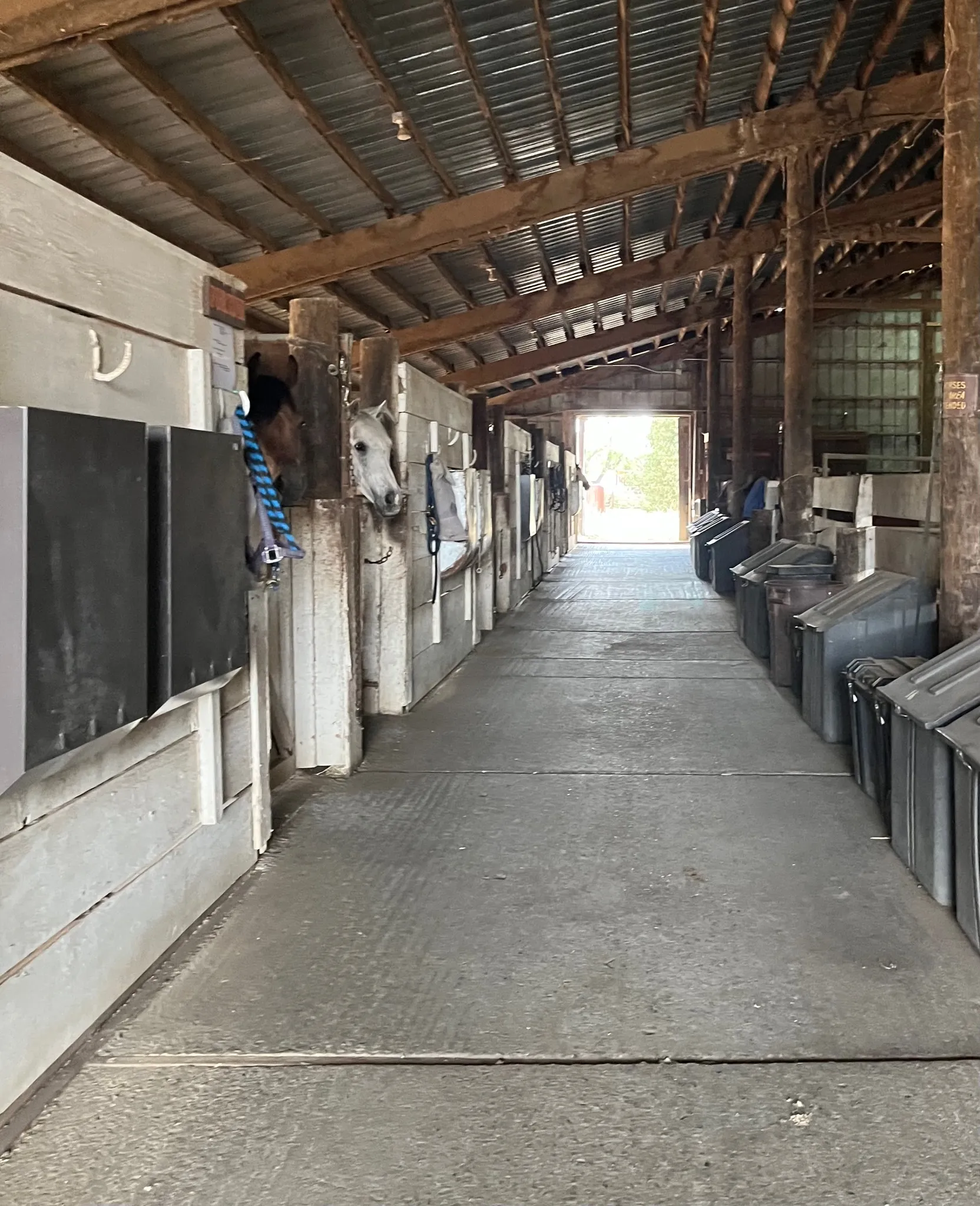 Horses looking out from their stalls along the barn aisle